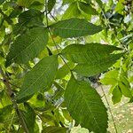 Fraxinus pennsylvanica Blatt