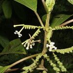 Guettarda crispiflora Virág
