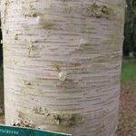 Betula ermanii Corteccia