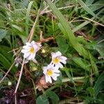Euphrasia alpina Flor