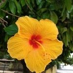 Hibiscus rosa-sinensisപുഷ്പം