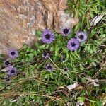 Globularia cordifolia Flower