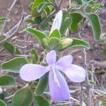 Barleria volkensii Habit