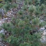 Pinus strobiformis Агульны выгляд