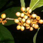 Sorocea affinis Fruto