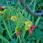 Castanospermum australe Цвят