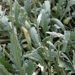 Achillea clavennae Leaf