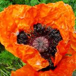 Papaver orientale Flor
