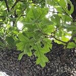 Quercus stellata Φύλλο