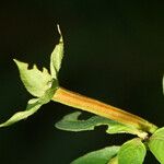 Ludwigia octovalvis Fruit