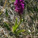 Orchis mascula 形態