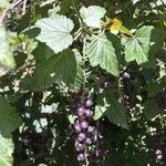 Ribes magellanicum Otro