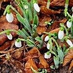 Galanthus elwesii 葉