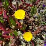 Calendula suffruticosa Fula