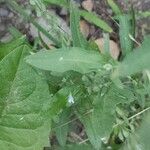 Berteroa incana Hoja