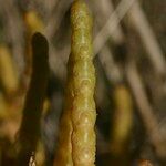 Salicornia stricta その他の提案