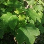 Acer pseudoplatanus 葉
