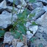 Rumex scutatus Plante entière