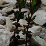 Crucianella latifolia Habit