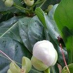 Barringtonia asiatica Blomst