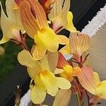 Linaria maroccana Flower