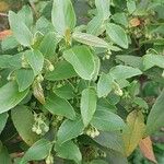 Aristotelia chilensis Fuelha