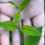 Lippia alba Leaf