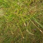 Carex leporina Folha