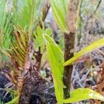 Epidendrum pittieri ഇല