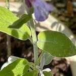 Salvia fruticosa Лист