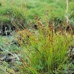 Juncus gerardi Habitat