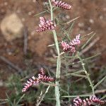 Limonium mucronatum Flower