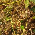 Fallopia dumetorum Fruto