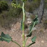 Rumex pulcher Ekosanga