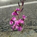 Moricandia moricandioides Flor