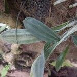 Coelogyne imbricata List