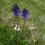 Phyteuma betonicifolium Otro