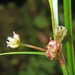 Calyptrocarya glomerulata മറ്റ്