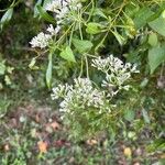 Mikania scandens Flower