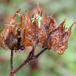 Cistus inflatus Fruit