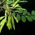 Dalbergia pinnata অভ্যাস