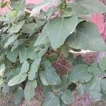Ficus palmata Φύλλο