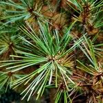 Pinus sibirica Leaf