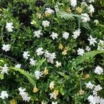 Gardenia jasminoides Цвят