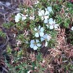 Frankenia ericifolia Flor