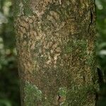 Guapira eggersiana 樹皮