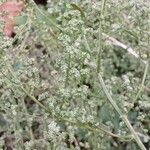 Chenopodium album Flor