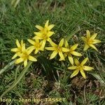 Gagea reverchonii Habit