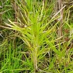 Isolepis fluitans Blad