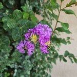 Lagerstroemia indicaKvět